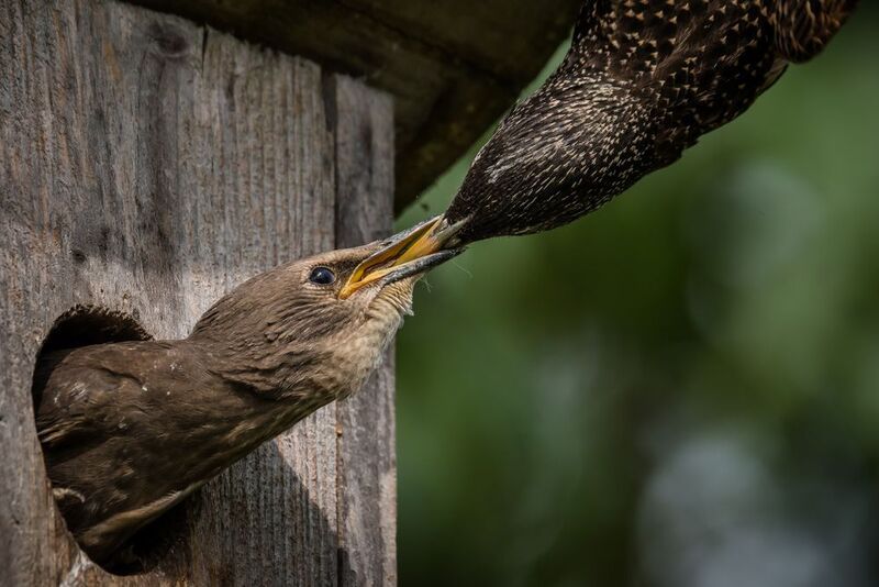скворец, скворечник, кормление, потомтсво Контакт фото превью