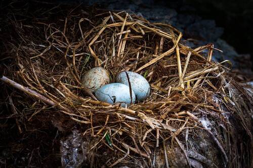 Бакланы острова Беринга