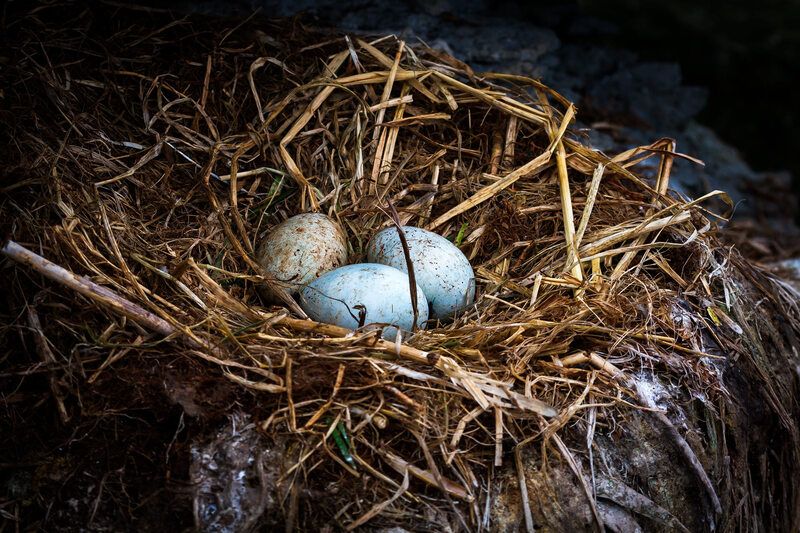 бакланы, краснолицые бакланы, птицы, остров беринга Бакланы острова Беринга фото превью