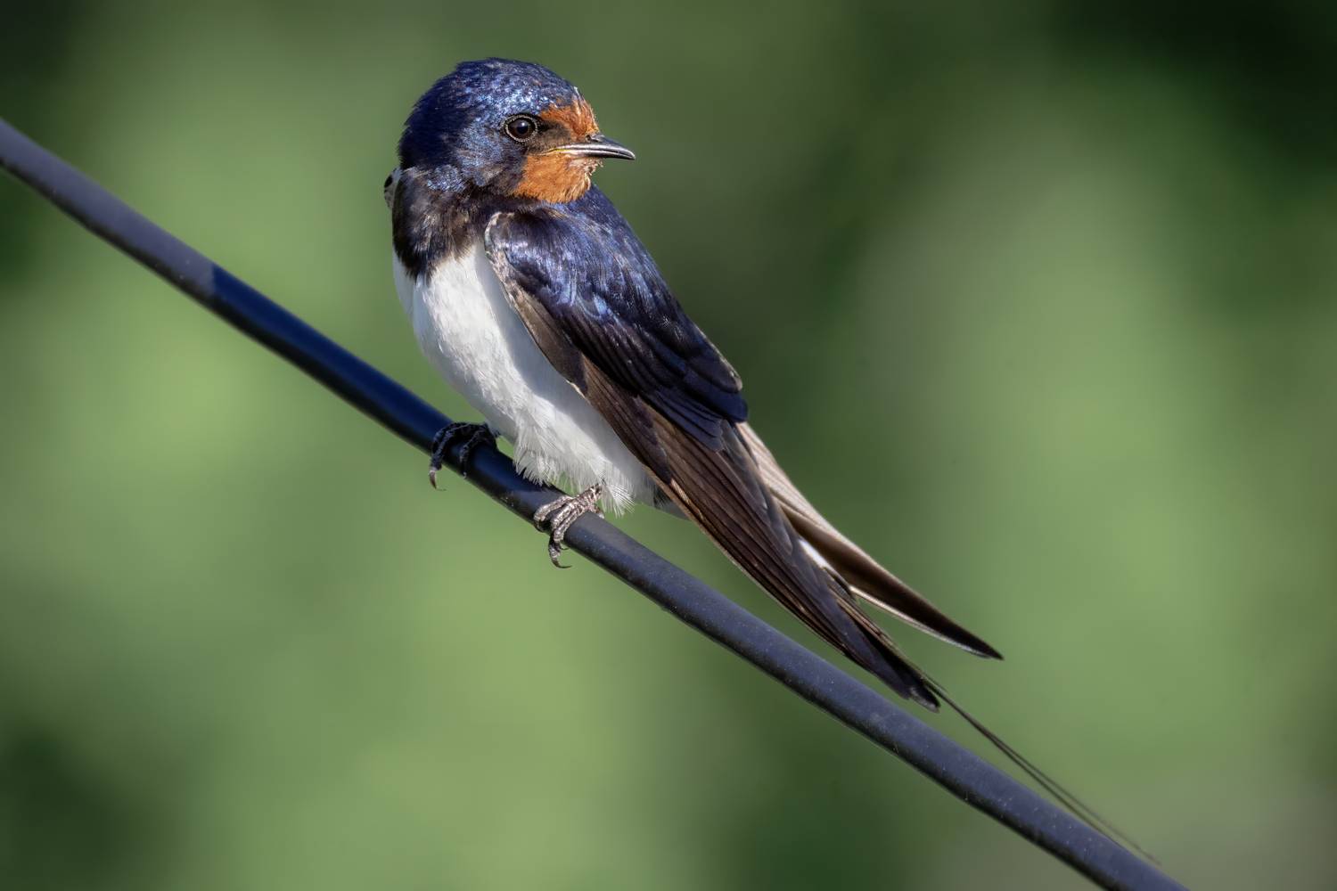 ласточка, птица, Abdalova Tatiana