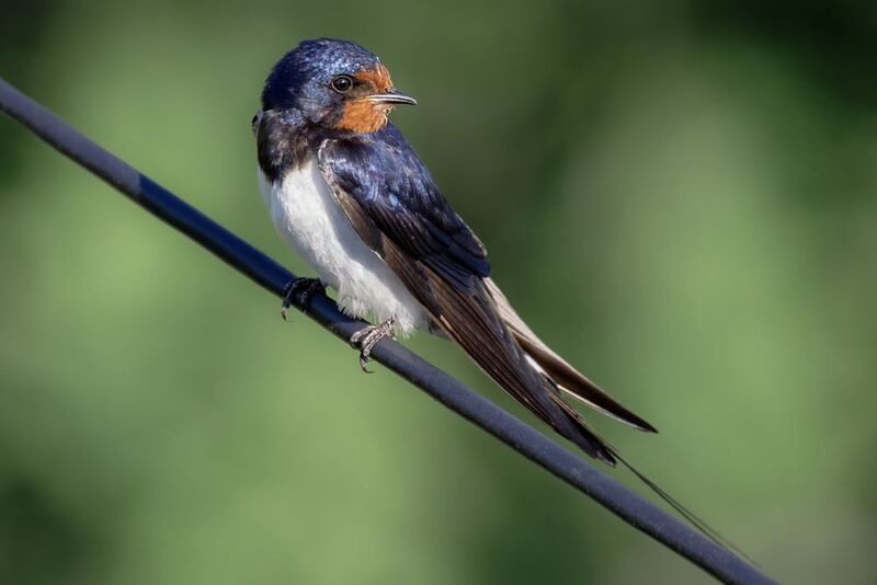 ласточка, птица Ласточка-скромница фото превью