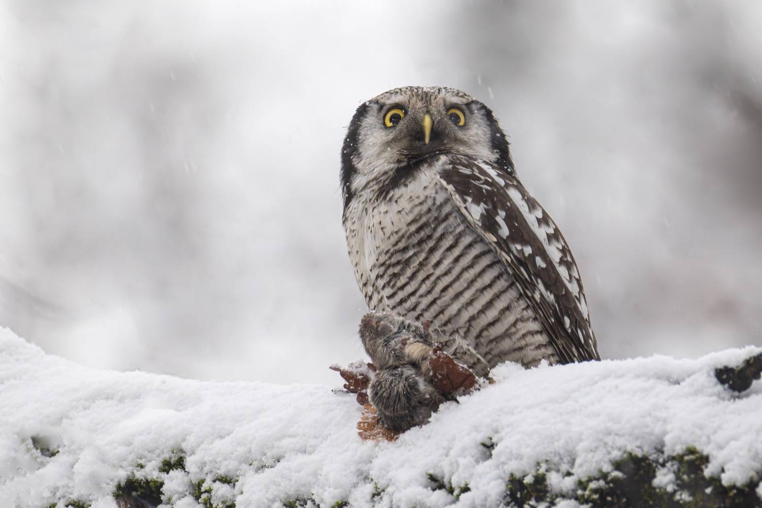 ястребиная сова, сова, птицы, Ruslan Pl