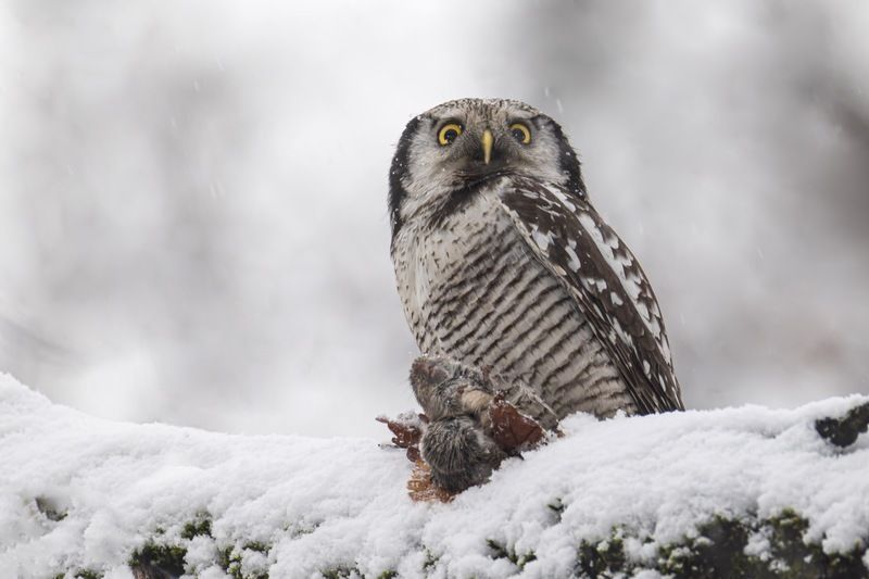 ястребиная сова, сова, птицы Ястребиная сова фото превью