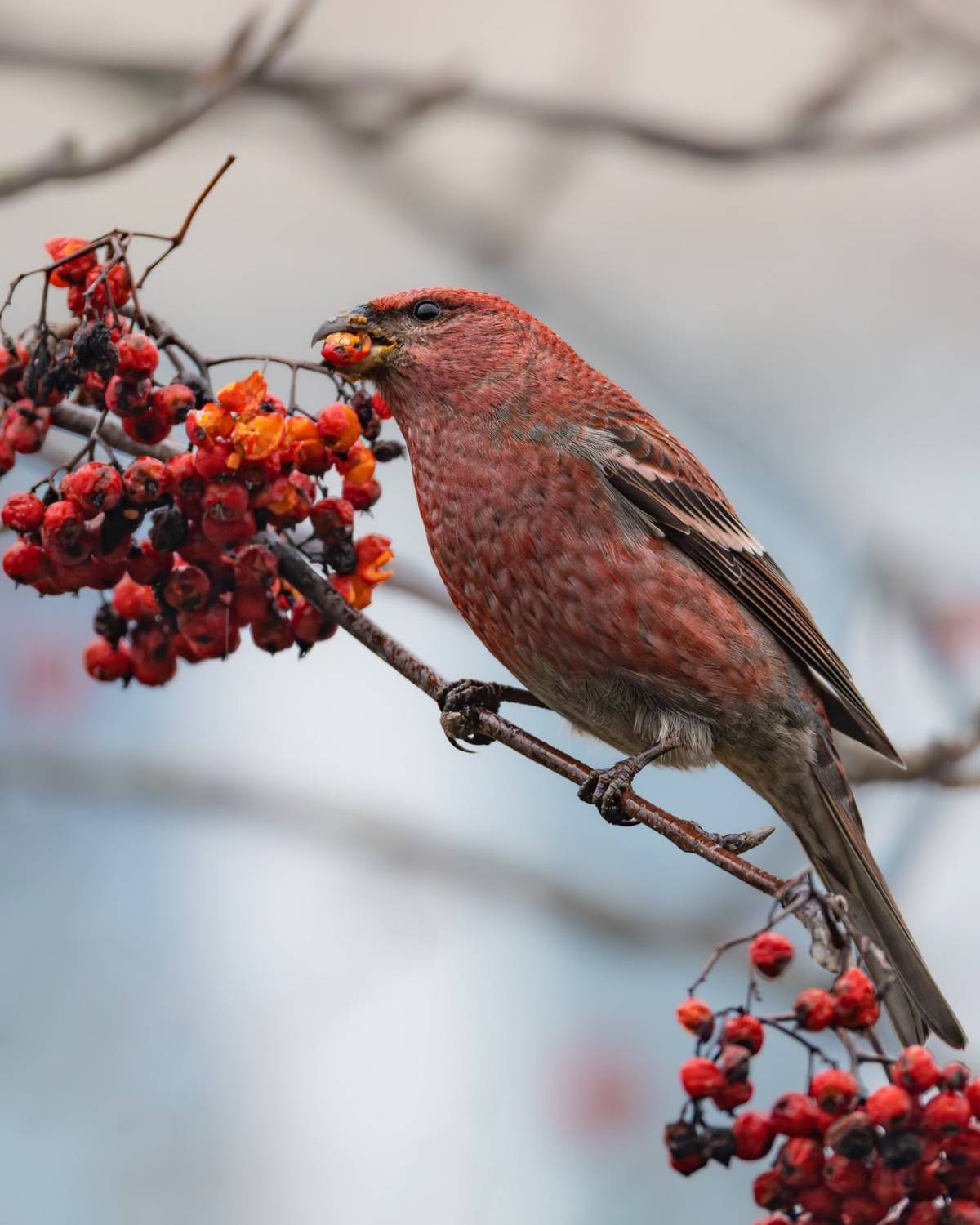 щур, птицы, Ruslan Pl