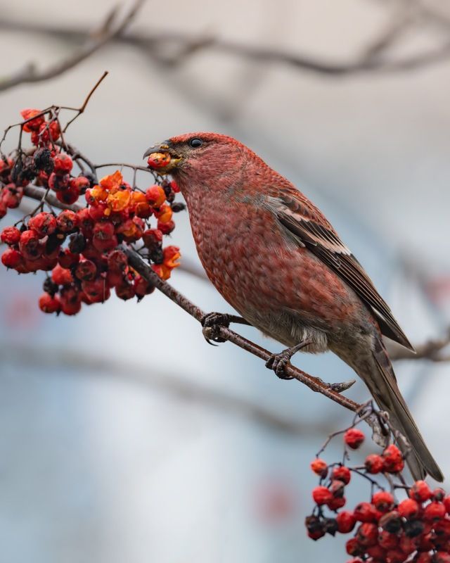 щур, птицы Щур фото превью