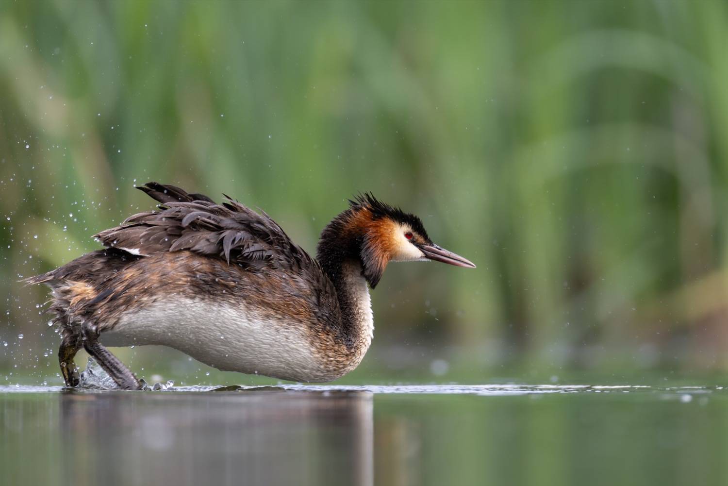 чомга, птицы, поганка, большая поганка, Ruslan Pl
