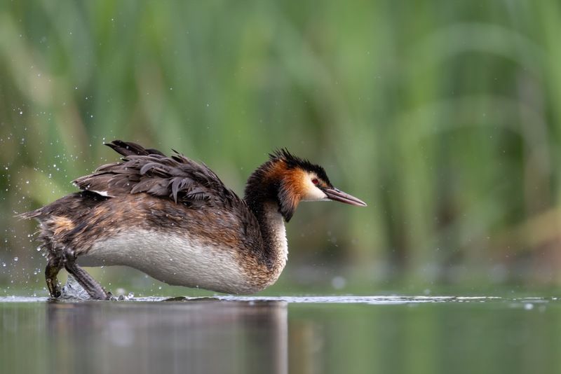 чомга, птицы, поганка, большая поганка Марафонец фото превью