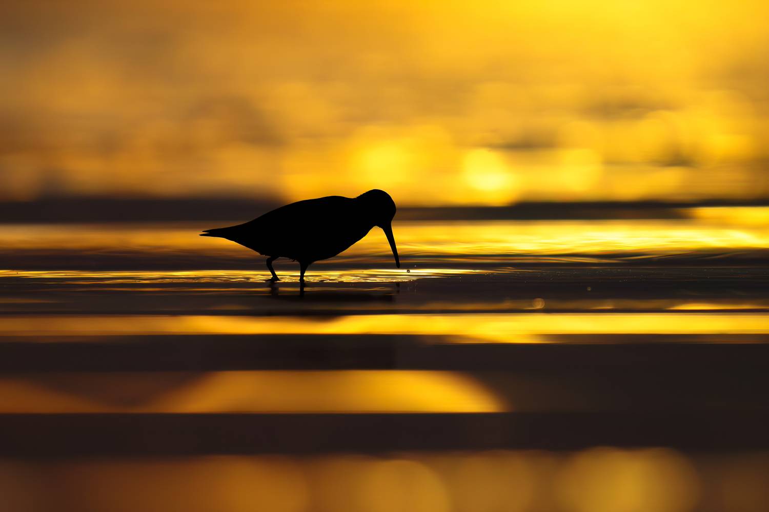 , T&iacute;mea Ambrus