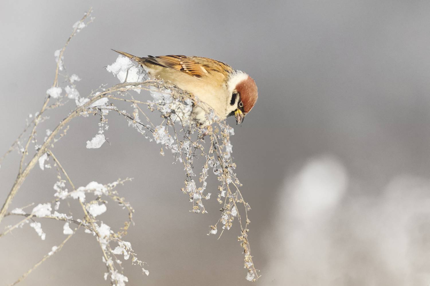 полевой воробей, tree sparrow, Passer montanus, птица, дикая природа, sparrow, птицы России, birdwatching, nature, wildlife photography, close-up bird, Полина Шальнева