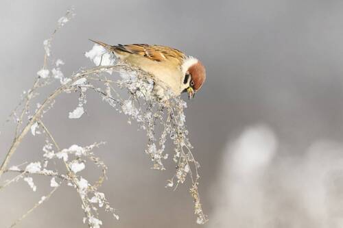 Полевой воробей