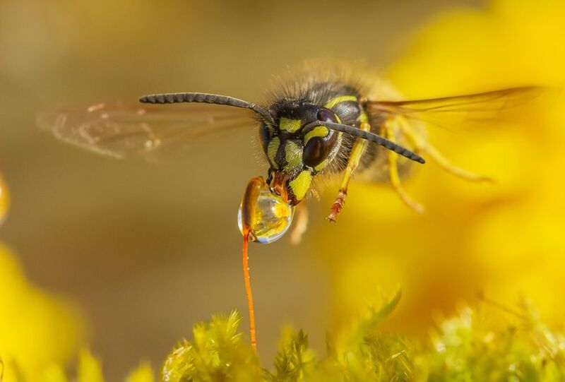 Оса на водопое фото превью