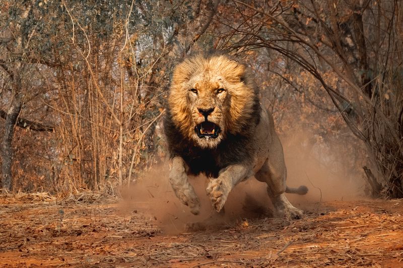 lion, africa, африка, лев Lion Encounter II фото превью