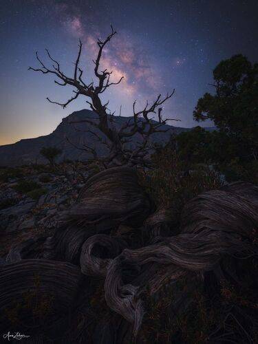 The Lonely Tree