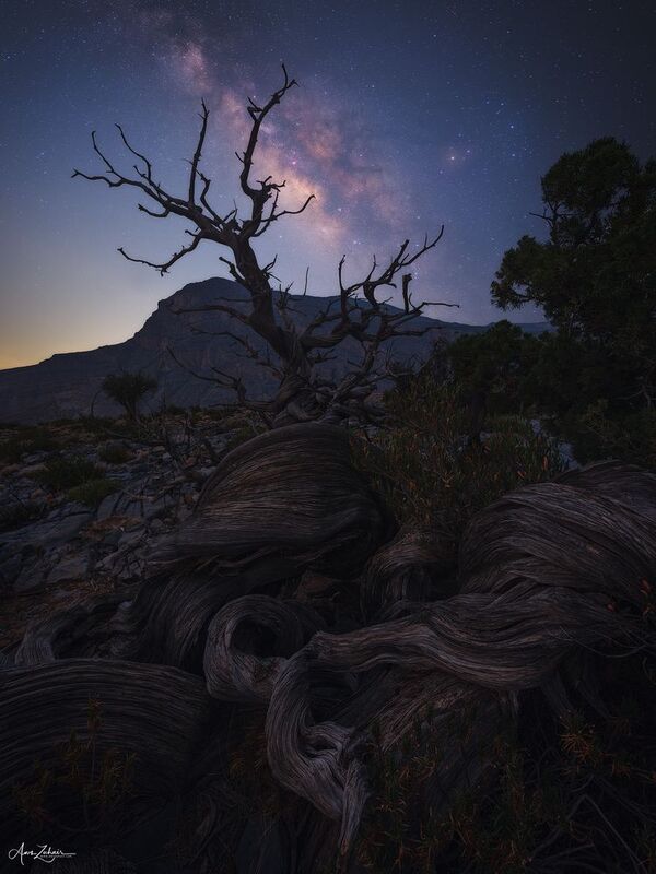 milkyway The Lonely Tree фото превью
