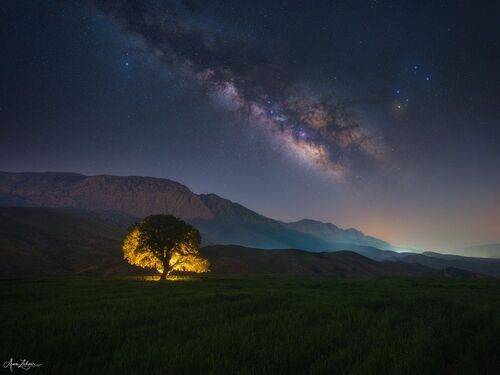The Lonely Tree