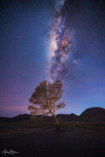 The Lonely Tree