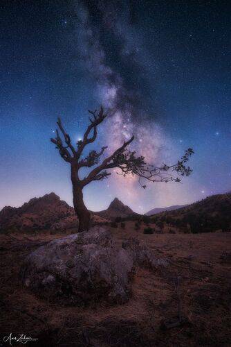 The Lonely Tree
