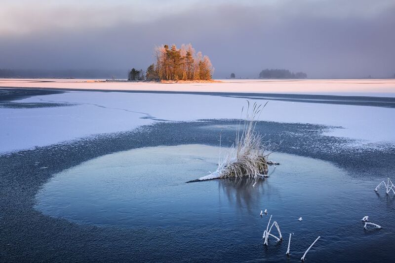 карелия Про носатых и лохматых ёжиков... фото превью