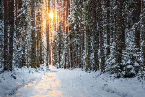 Первый морозный день в декабре