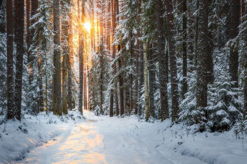 Первый морозный день в декабре фото превью