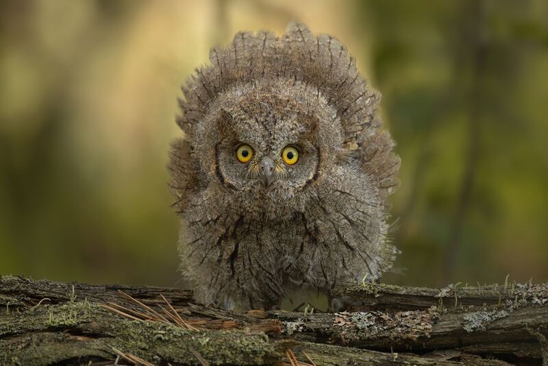 #сова, сплюшка, птицы, фотографиядикойприроды, природа, природа россии, birds, nature, nature photo Очень грозная сова! фото превью