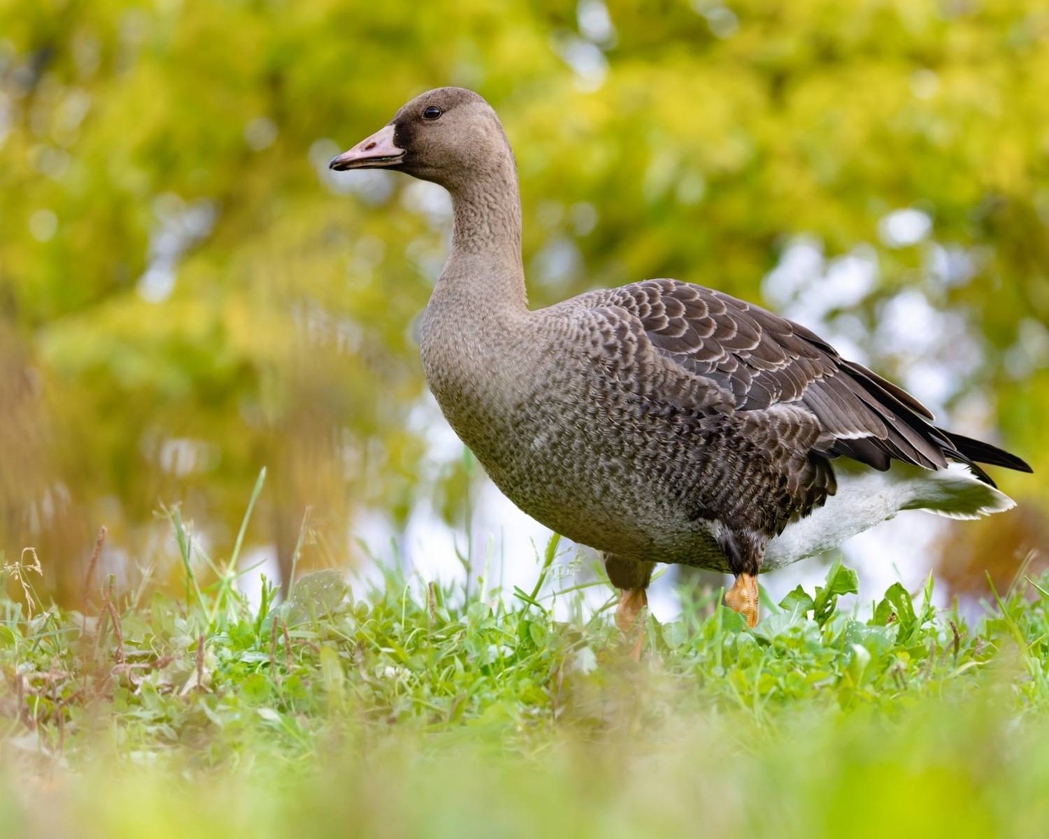 гусь, белолобый гусь, птицы, Ruslan Pl