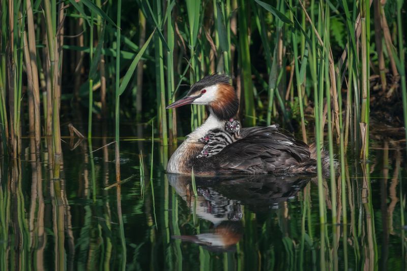 большая поганка, чомга, podiceps cristatus, great crested grebe Мамина гордость фото превью