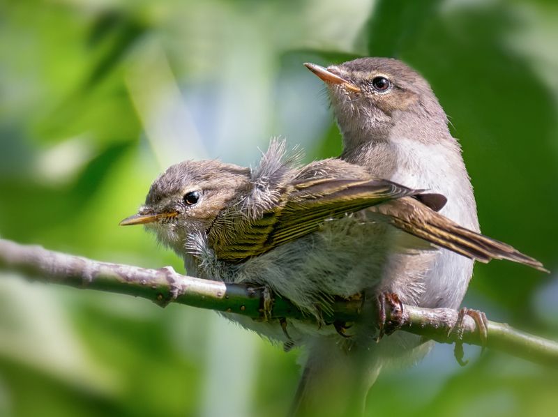 птица, пеночка, птенец, Птенцы пеночки. фото превью