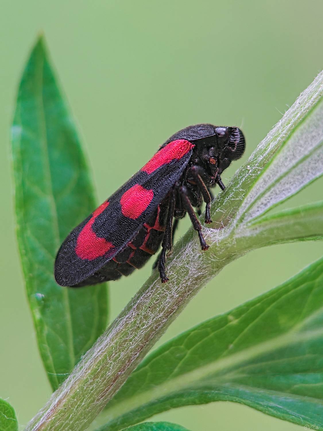 цикада, Чи. Анатолий