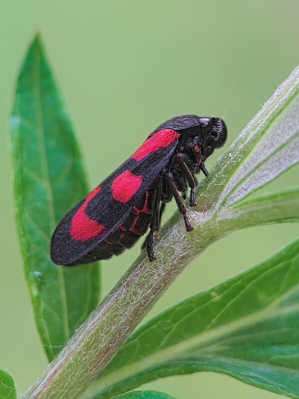 цикада *** фото превью