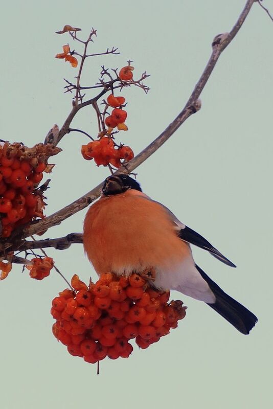 Красный цвет  зимой фото превью