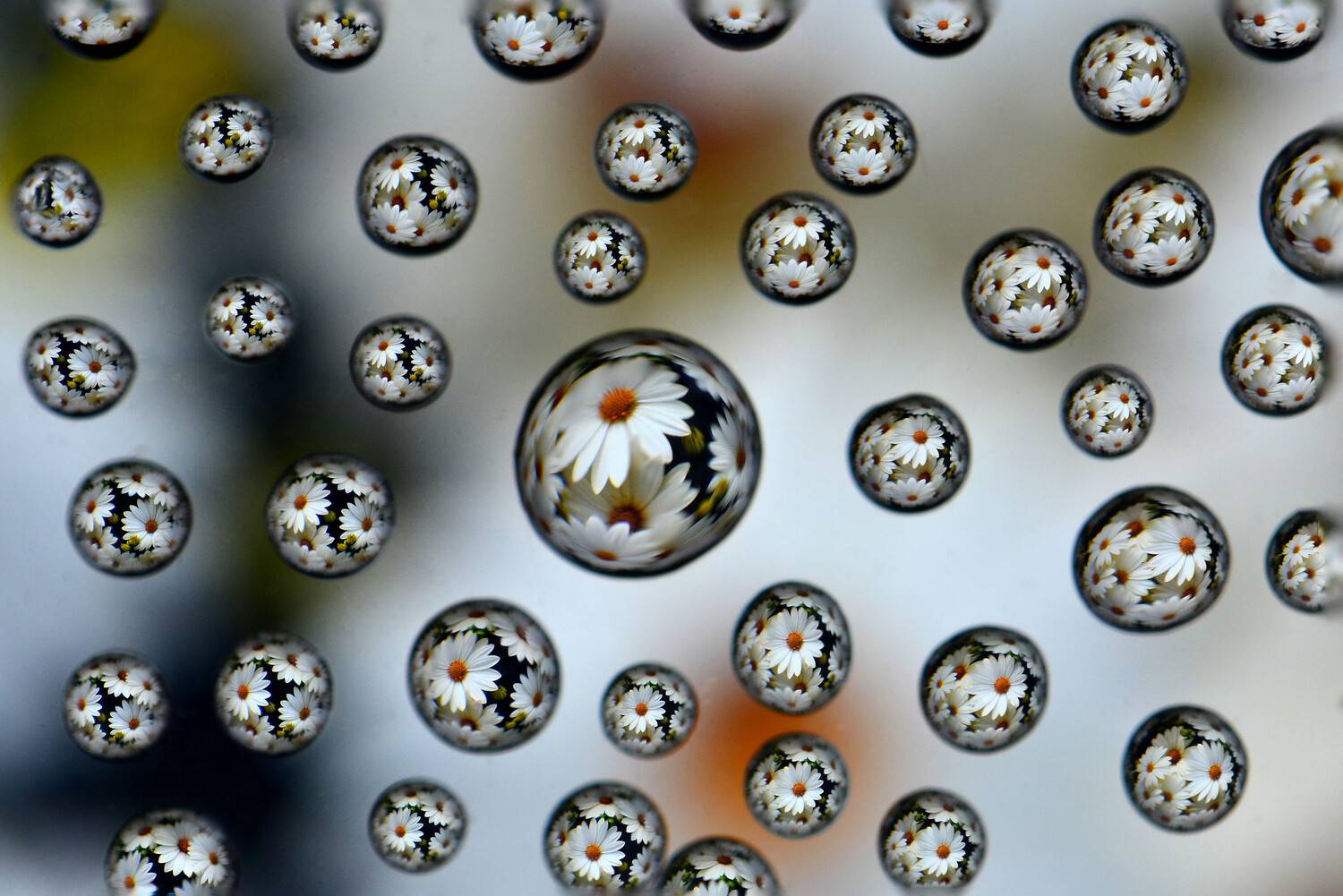 , Риганов Борис