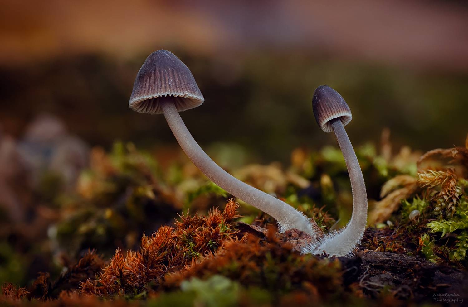 макро, природа, растения, мох, грибы, macro, nature, plants, moss, mushrooms,, Тараненко Анжелика