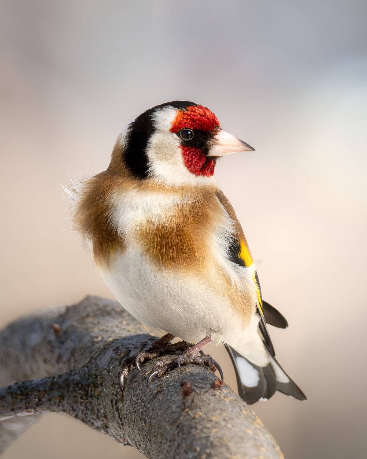 птицы, лес, фотоохота, природа, Москва, Измайлово, парк, щегол, goldfinch, birdwatching, birds, Михаил Ездаков