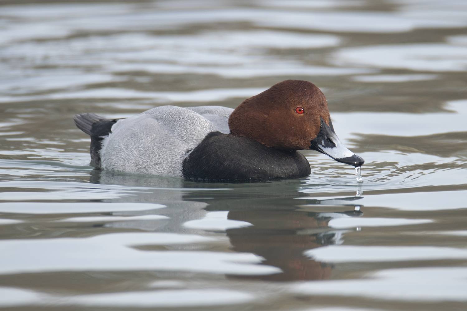 севастополь,крым,красноголовый нырок,aythya ferina, Ветренко Денис