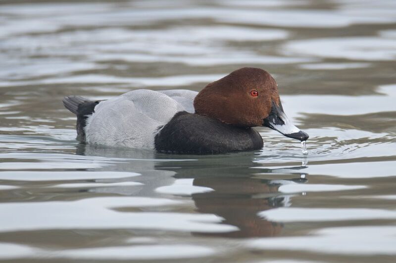 Красноголовый нырок (лат. Aythya ferina) фото превью