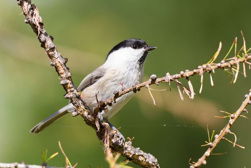 Черноголовая гаичка фото превью