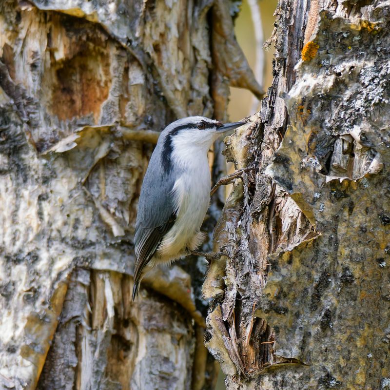 Поползень фото превью