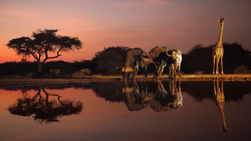 Рассвет на водопое фото превью