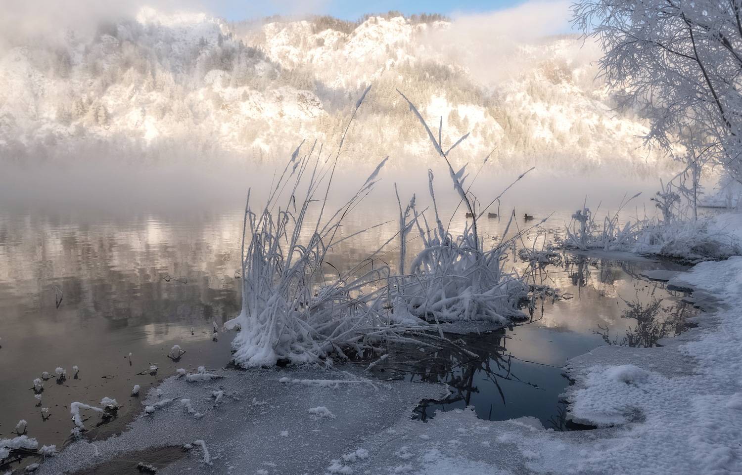 зима, мороз, сибирь, полынья, веточка, иней, Марина Фомина