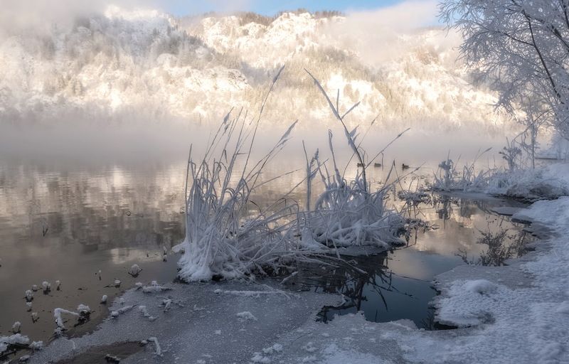 зима, мороз, сибирь, полынья, веточка, иней Полынья фото превью