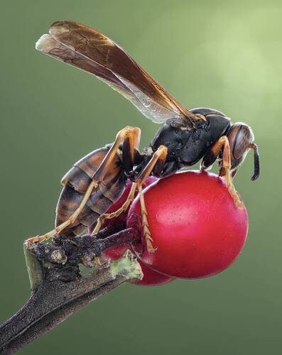 For the love of berries