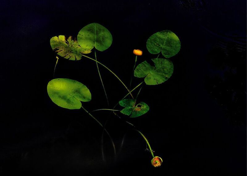 Купавка фото превью