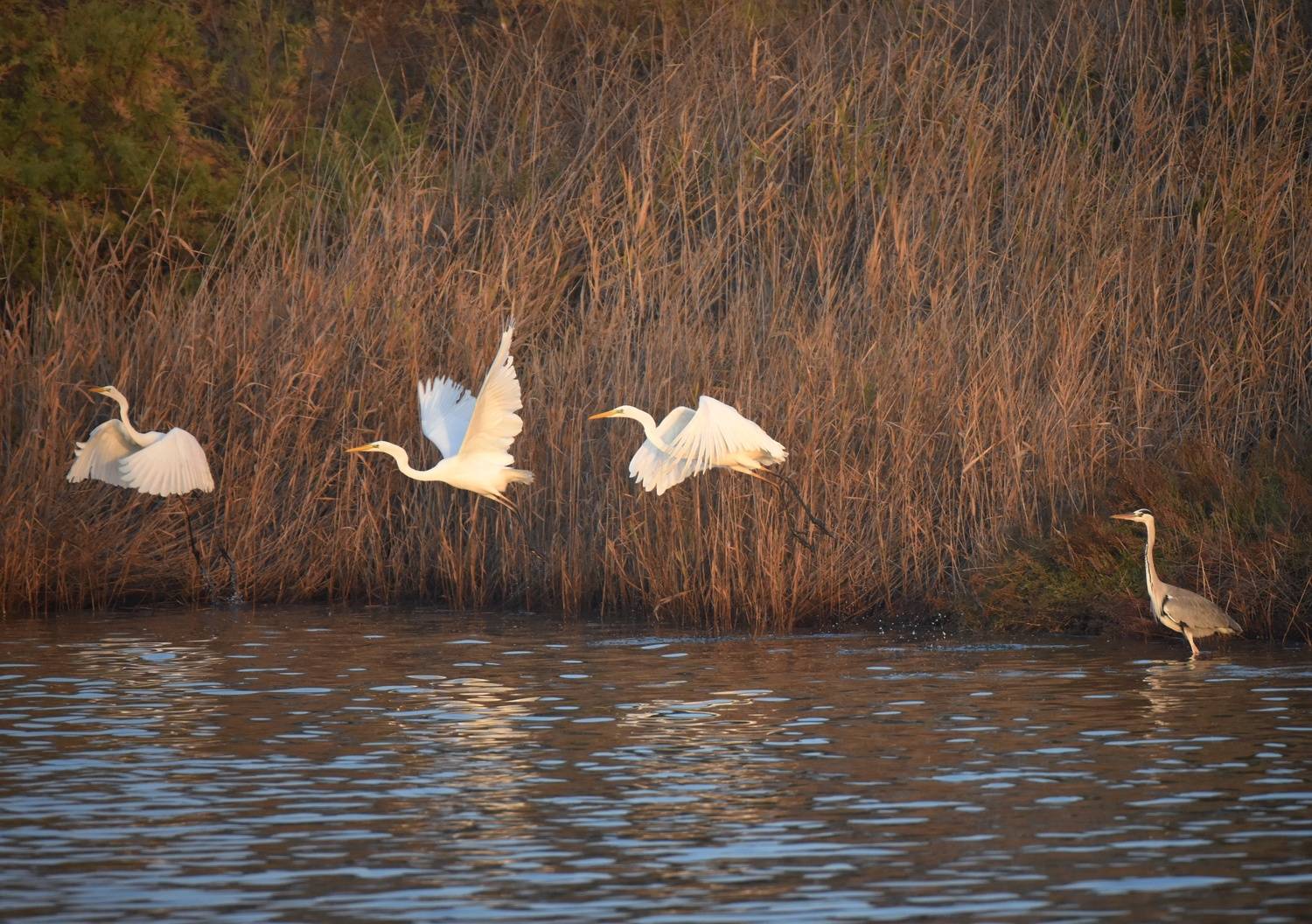 , Герчев Николай