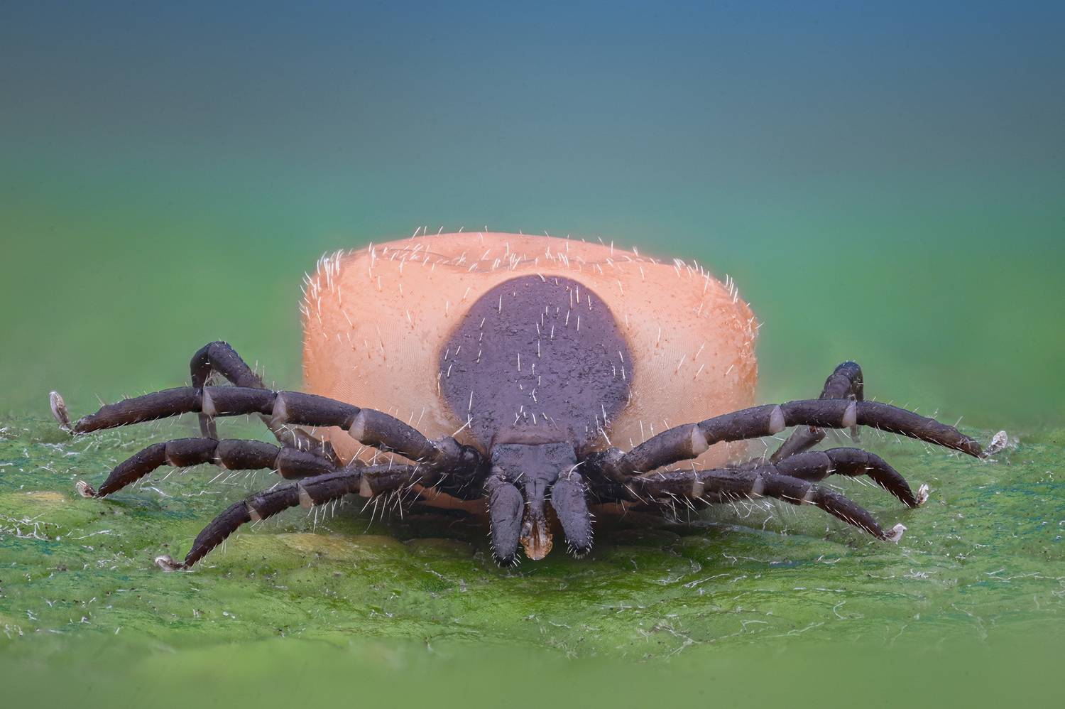 ceclii, macro, Tsvetan Ganev