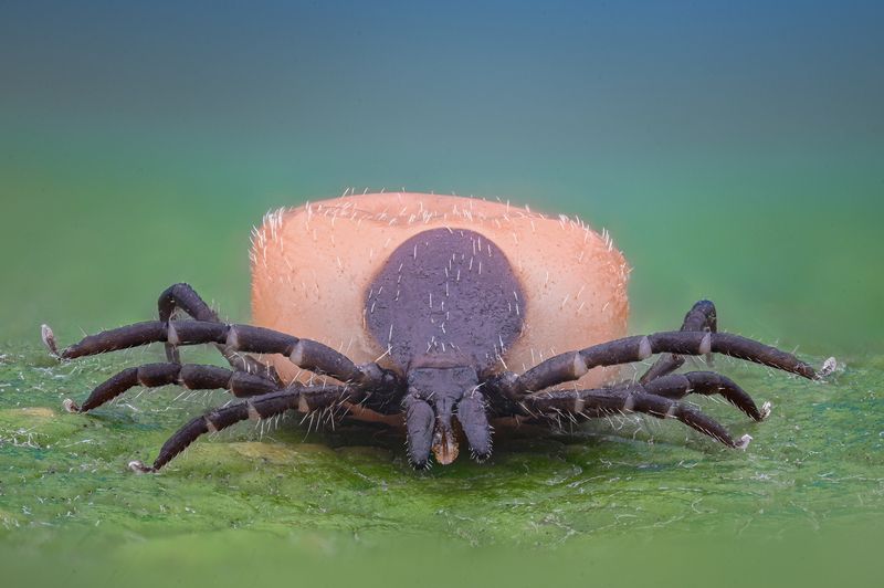 ceclii, macro  фото превью