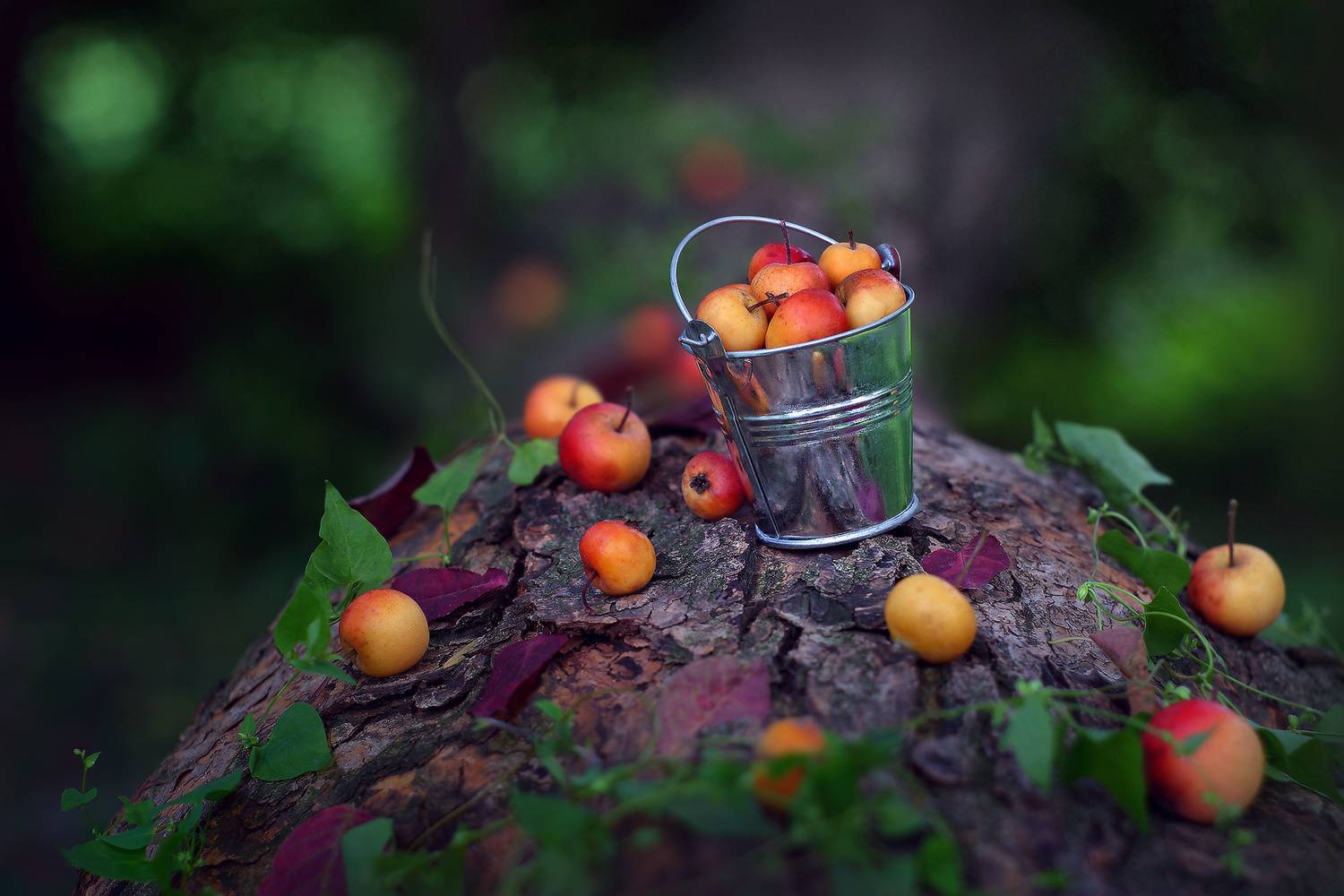 яблоки ведро урожай лето, Петриченко Валерий
