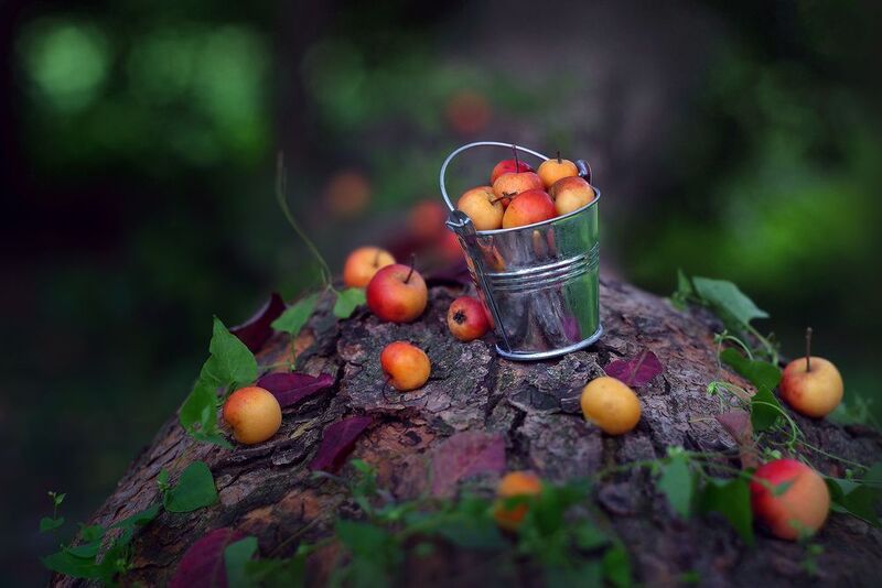 яблоки ведро урожай лето Урожайное фото превью