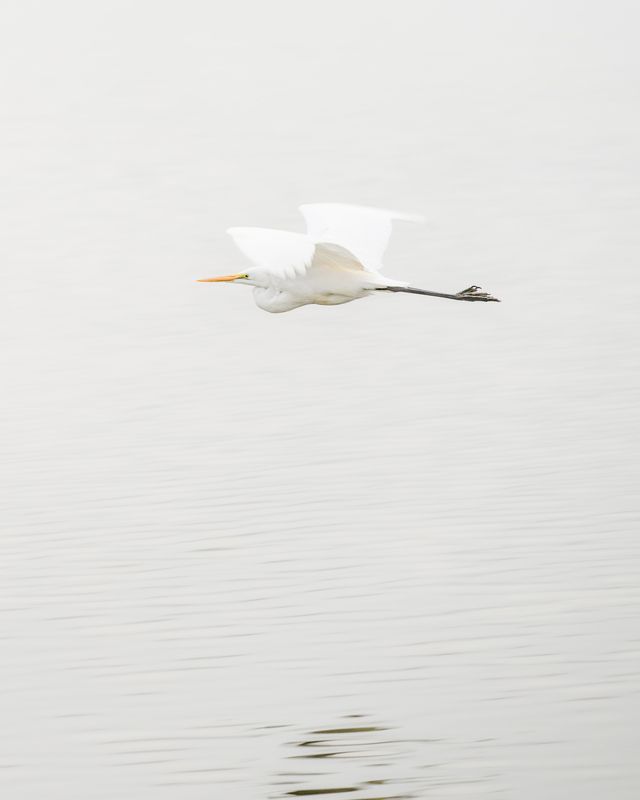 In the fog фото превью