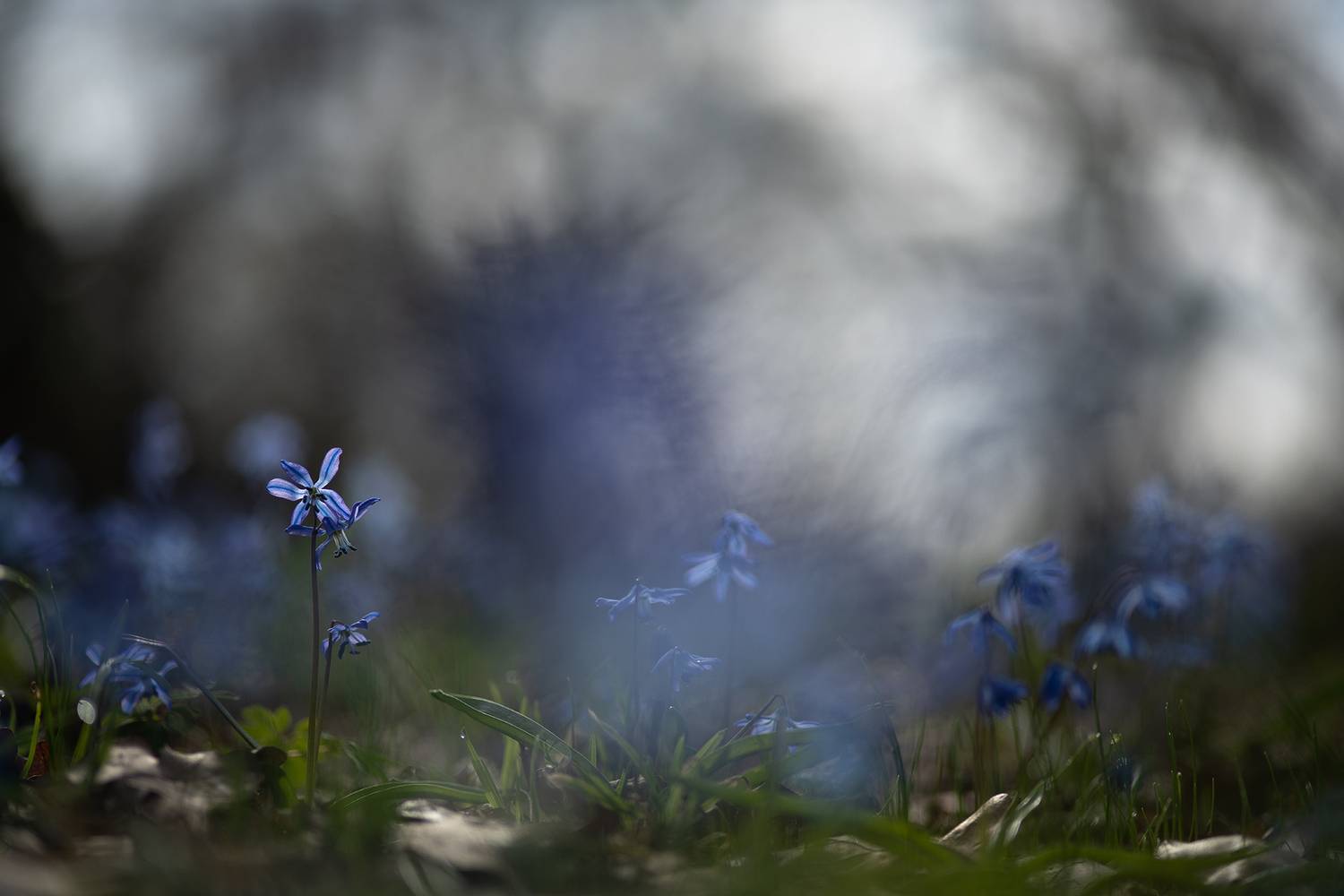 пролеска, первоцвет, март, весна, свет, цвет, россия, воронеж, геннадий мещеряков, nikon d 850, carl zeiss makro-planar t* 100mm f/2 zf.2, Мещеряков Геннадий